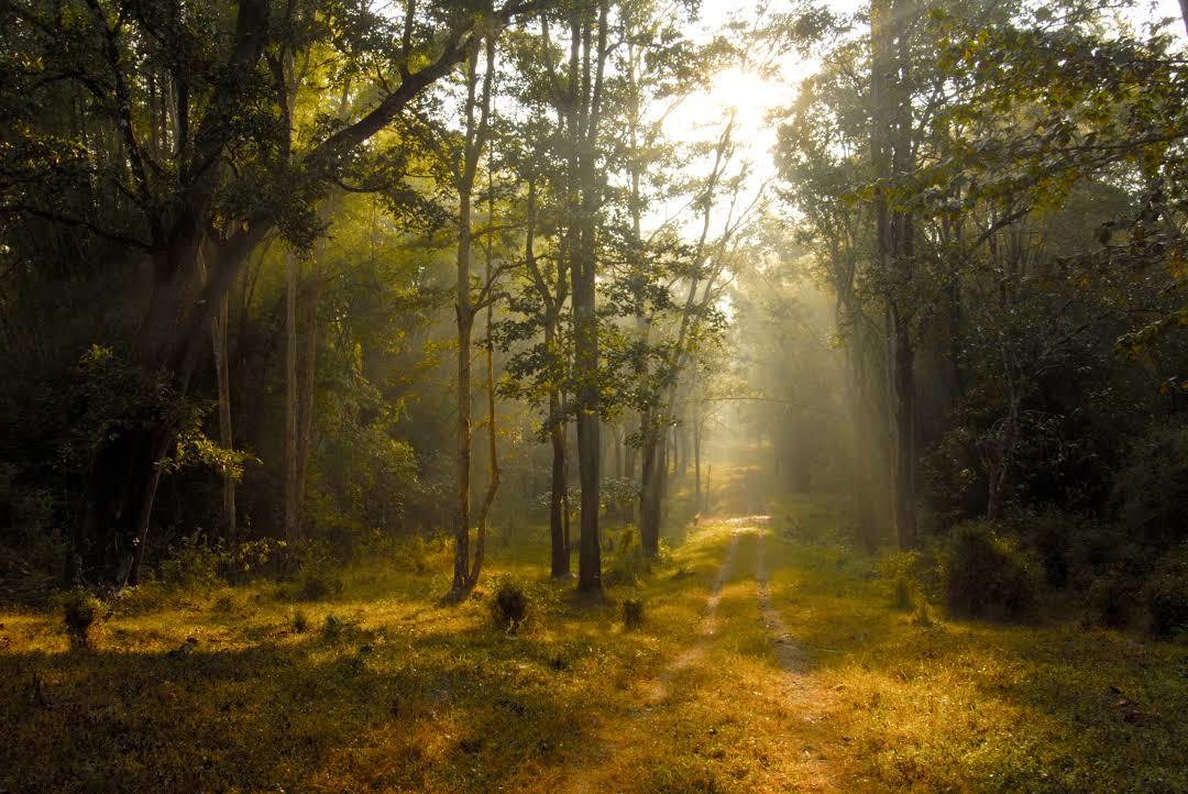 Wayanad Wildlife Sanctuary