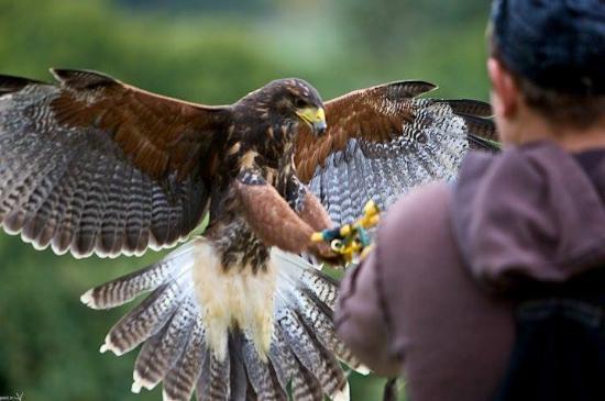 Malta Falconry Centre