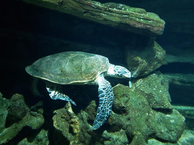 National Aquarium of New Zealand