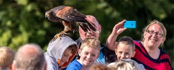 Eagles Flying