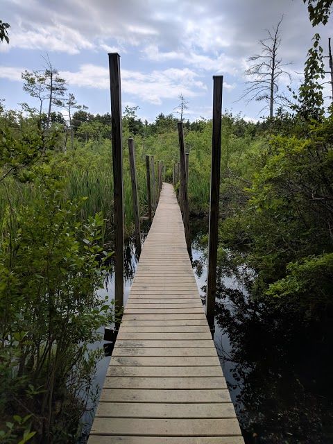 Chamberlain Reynolds Memorial Forest