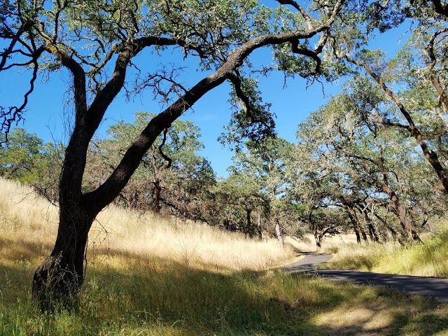 Sonoma Valley Regional Park
