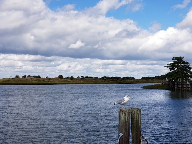 Stone Harbor Bird Sanctuary