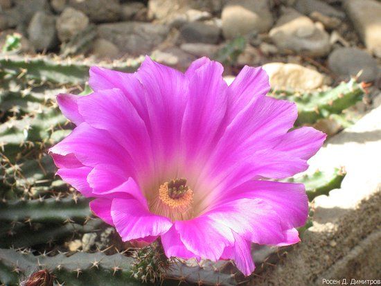 Botanical Garden Serafimovi