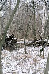 Rezerwat przyrody Krecki Leg