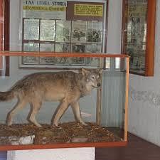 Museo del lupo appenninico