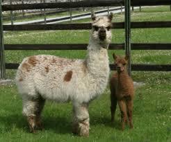 Stonehall Visitor Farm