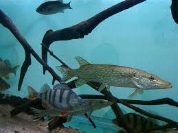 Maison Aquarium du Val de Besbre