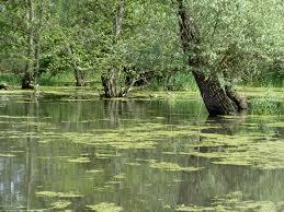 Espace Naturel Sensible de la Boire des Carrés