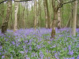 Multi-period site in Micheldever Wood