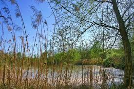 Réserve naturelle nationale de la petite Camargue alsacienne