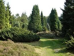 Pinetum Ter Borgh
