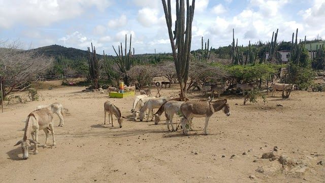 Donkey Sanctuary Aruba