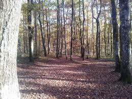 Bois d'Auch