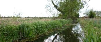 Magor Marsh