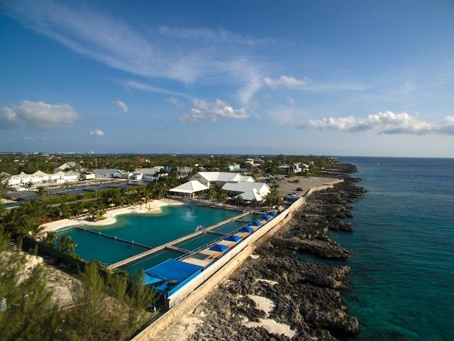 Dolphin Discovery Grand Cayman