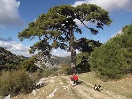 Valle de los Tejos Milenarios