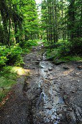 Naturwaldreservat Fichtelseemoor