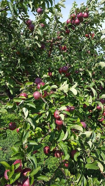 Lautenbach's Orchard Country Winery & Market