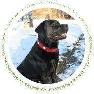 RV park Gemund Eifel National Park