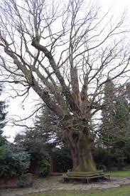 Minchenden Oak Garden