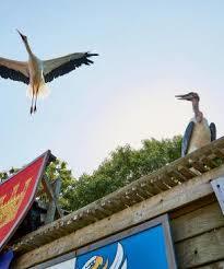 Le Bal des Oiseaux Fantômes