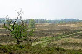 Elspeetsche Heide