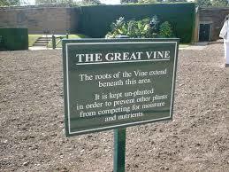 Hampton Court Great Vine