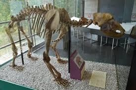 Museo Civico di Scienze Naturali Malmerendi