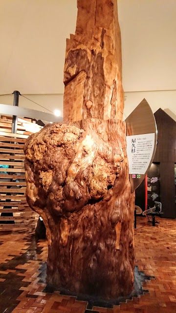 Naturmuseum Yakusugi