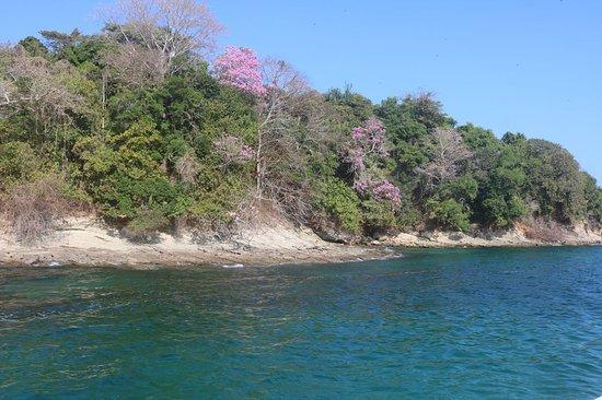 Comida Isla Pacifica