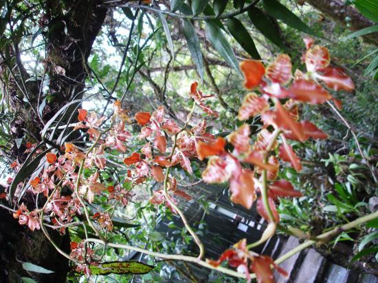 Cabana de Gabriel Restaurant