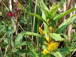 Naturparkverwaltung Drömling