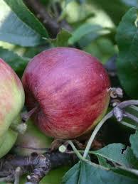 Öhringer Blutstreifling