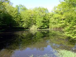 Forêt Régionale de Ferrières