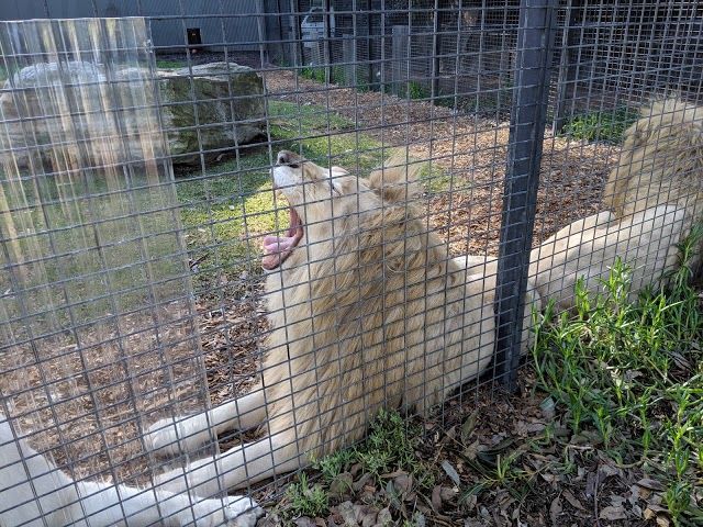 Shoalhaven Zoo And Adventure World