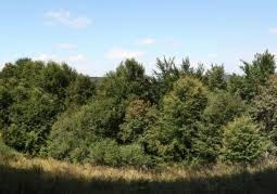 Rezerwat przyrody Olszyna Łęgowa w Kalnicy