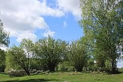 Öbacken-Bränninge naturreservat