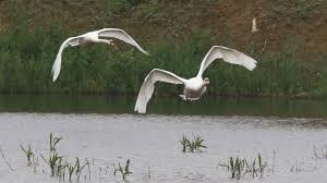 Réserve Ornithologique Baie de Somme