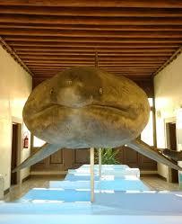 Museum of Adriatic Zoology Giuseppe Olivi