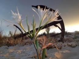 Cementerio De Las Anclas