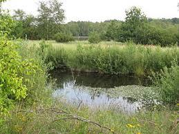 Tävsmoor/Haselauer Moor