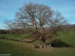Roble milenario Arraitz Orkin