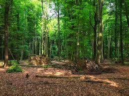 Naturschutzgebiet Heerener Holz