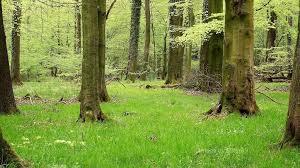 Naturschutzgebiet Kurler Busch