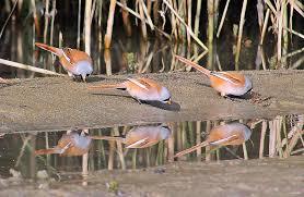 Badacsonytordemici Okoturisztikai Latogatokozpont