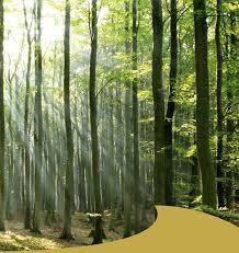 Erlebniswald Solling