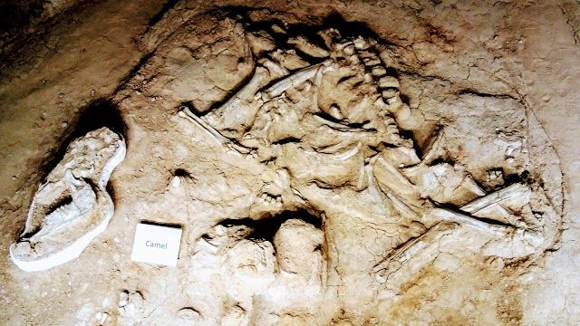 Waco Mammoth National Monument