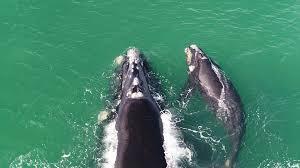 Logans Beach Whale Nursery