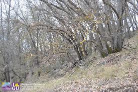 Bosque de Valdenazar